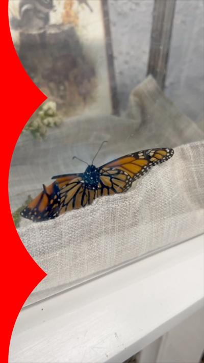 A butterfly with a broken wing in a glass box 