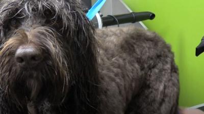 A canine creche in Ipswich has a pool, grooming salon, rooms with televisions and play areas.