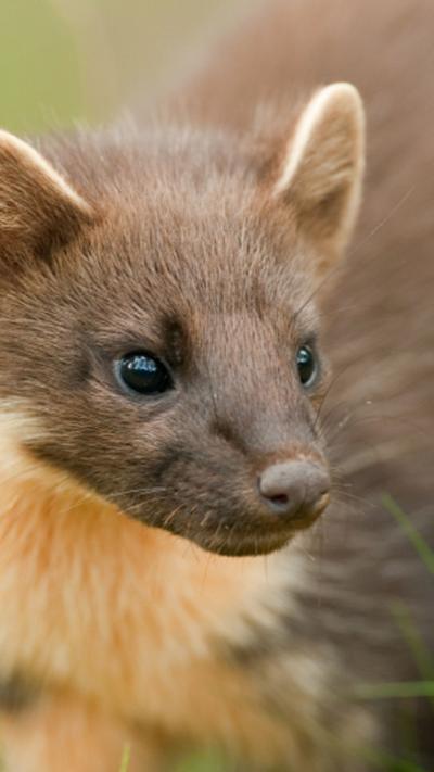 Close shot of a brown furred pine marten