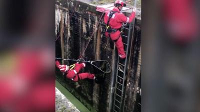 Badgers being rescued