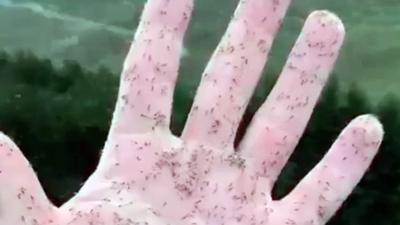 Midges on hand