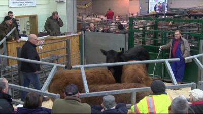 Cattle sale
