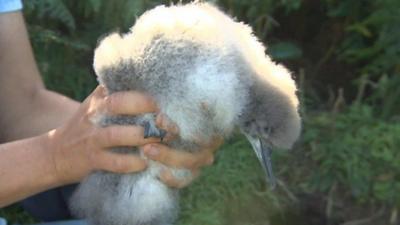 Shearwater chick