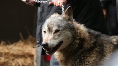 wolf is captured