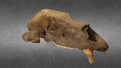 14,000 year-old bear skull (c) DigVentures
