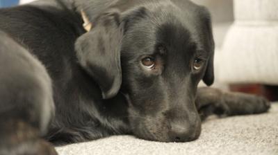 A black lab Buddy Dog