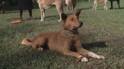 a resting light brown dog