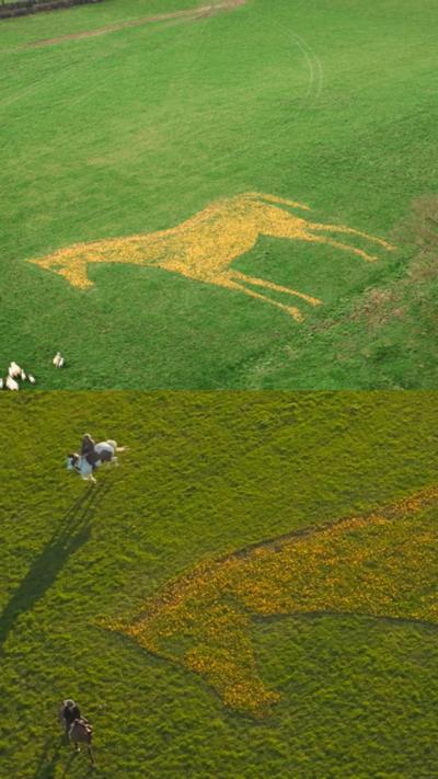 Aerial image of a large horse the middle of a field, made from yellow crocus flowers.