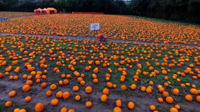 James Maxey in field of pumpkins