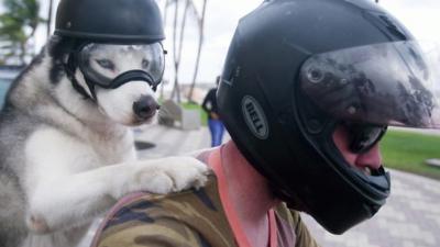 Sox the dog with Michael on the back of the bike