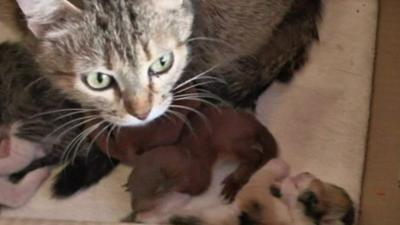 Cat, with kittens and rescued baby squirrels