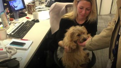 A dog in the office