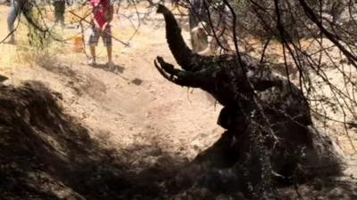 Elephant stuck in mud in Kenya