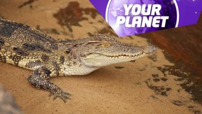 A crocodile and the Your Planet logo