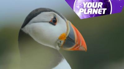 A puffins head