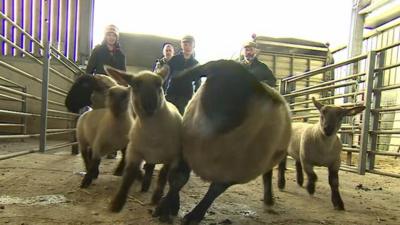 Sheep being herded by farmers