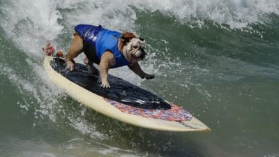 Dog surfing in California