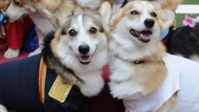 Corgis