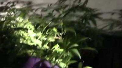 Cannabis farm in Gravesend