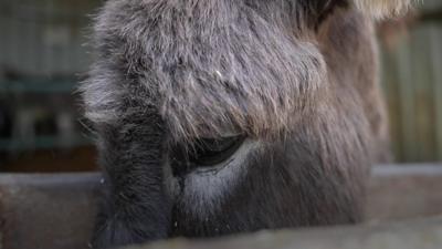 Donkey at Donkey sanctuary