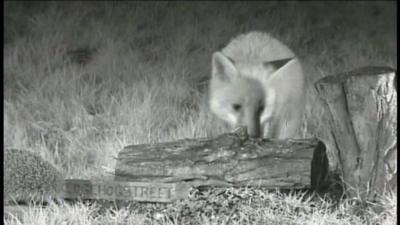 Hedgehog and fox, Rushmere St Andrew