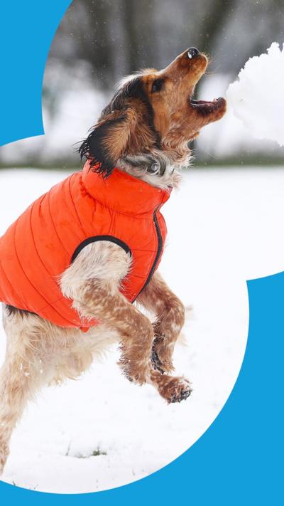 A dog wearing a bright orange vest jumping in the air at a snowball