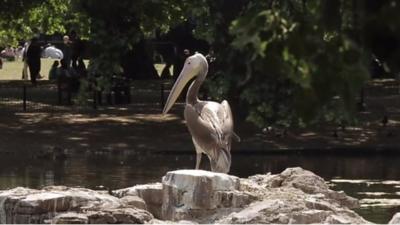 great white pelican