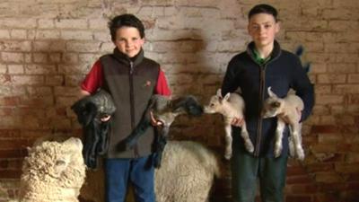 brothers with lambs