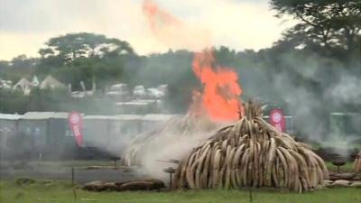 Burning tusks