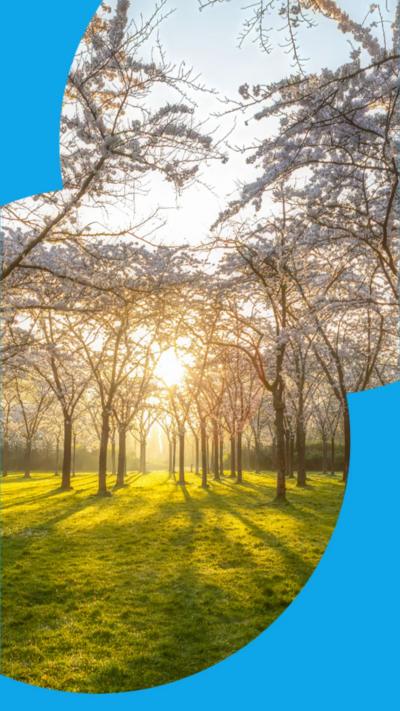 Sun low in the sky shining through bare trees stud on green grass.