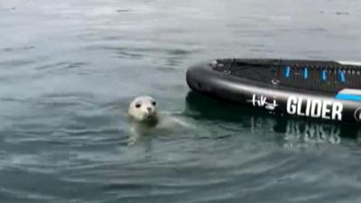 seal pup