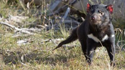 Tasmanian Devil