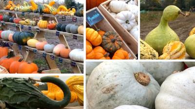 A patchwork of pumpkins