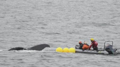 Crew attempting to free a whale that had become entangled in fishing gear