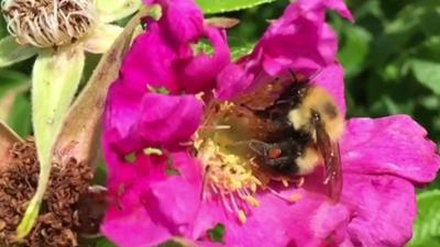 Bee on a pink flower