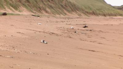 Avian flu outbreak in Aberdeenshire