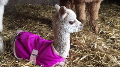 Holly the baby alpaca