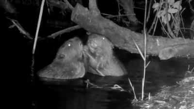 Two kits at Willington Wetlands, Derbyshire