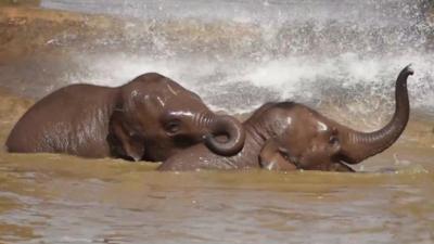 elephants playing in water