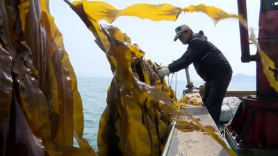 A fisherman on a boat looks at a row of seaweed