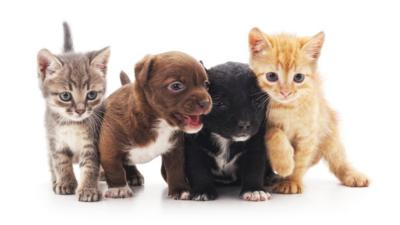 Puppies and kittens