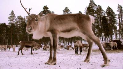 A reindeer