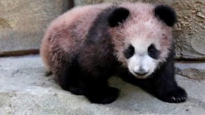 Yuan Meng the panda