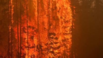 Trees are destroyed by flames near Willow, Alaska,