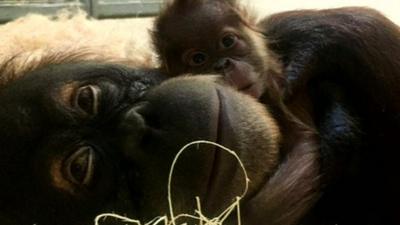 Orangutan with her baby