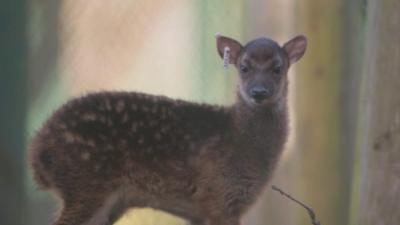 Baby spotted deer