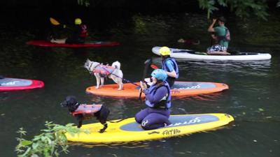 dogs on paddleboards