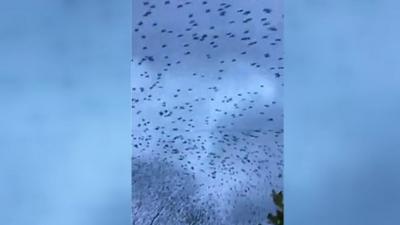 Thousands of starlings performing aerial manoeuvres over a village have thrilled residents.