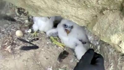 Peregrine chick