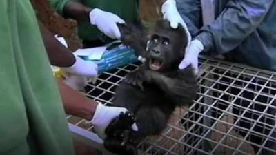 The zoo works with a sanctuary in Cameroon which rescues orphaned gorillas.